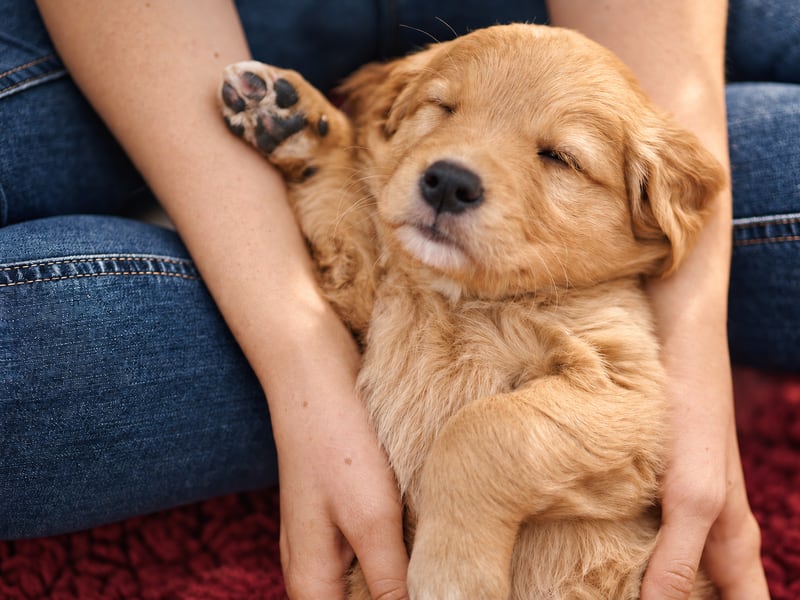 Un chiot endormi repose entre les bras d’une personne.