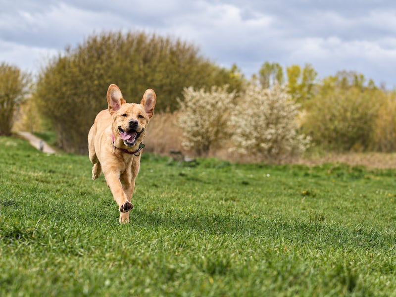 Un chien au pelage clair court vers l’objectif dans un champ.