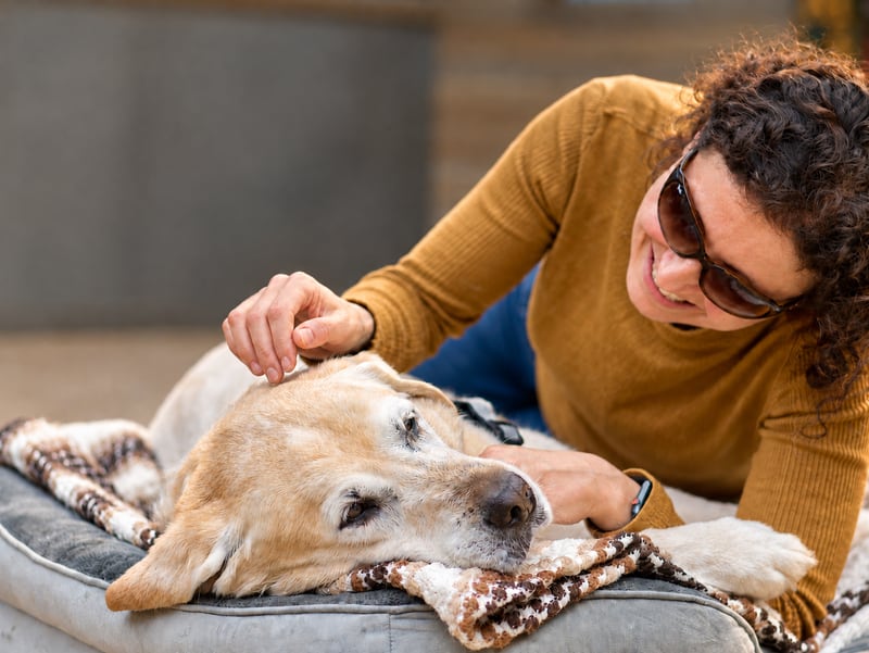 Une femme caresse un chien âgé allongé sur son coussin.
